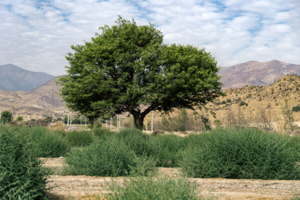 Brisas de Chacabuco | Colina
